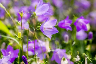 Campanula rotundifolia (Grasklokje) - afbeelding 2