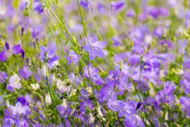 Campanula rotundifolia (Grasklokje) - afbeelding 3