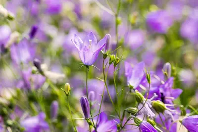 Campanula rotundifolia (Grasklokje) - afbeelding 4