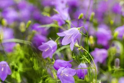 Campanula rotundifolia (Grasklokje) - afbeelding 5