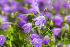 Campanula rotundifolia (Grasklokje) - afbeelding 5