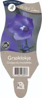 Campanula rotundifolia (Grasklokje) - afbeelding 1
