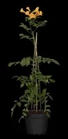 Campsis grandiflora (Trompetklimmer) - afbeelding 4