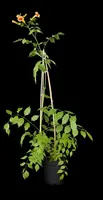 Campsis grandiflora (Trompetklimmer) - afbeelding 3