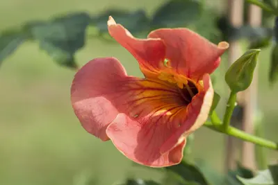 Campsis grandiflora (Trompetklimmer) - afbeelding 1