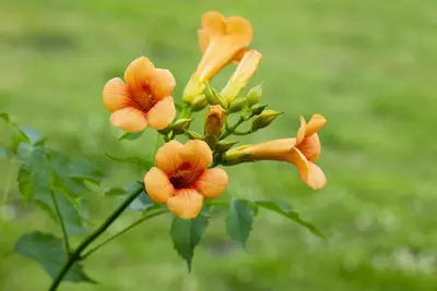 Campsis grandiflora (Trompetklimmer) - afbeelding 2