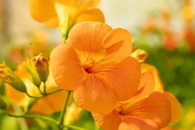 Campsis grandiflora (Trompetklimmer) - afbeelding 5