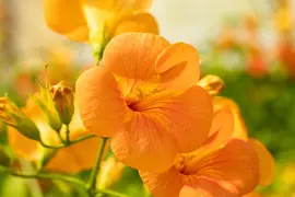 Campsis grandiflora (Trompetklimmer) - afbeelding 5