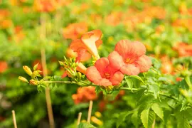 Campsis grandiflora (Trompetklimmer) - afbeelding 6