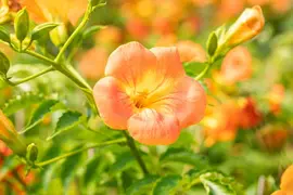 Campsis grandiflora (Trompetklimmer) - afbeelding 7