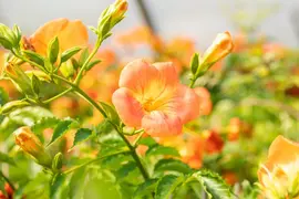 Campsis grandiflora (Trompetklimmer) - afbeelding 8