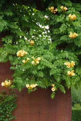 Campsis radicans 'Flava' (Trompetbloem) klimplant - afbeelding 2
