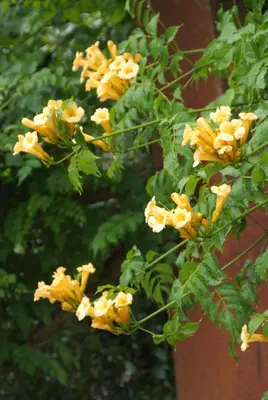 Campsis radicans 'Flava' (Trompetbloem) klimplant - afbeelding 3