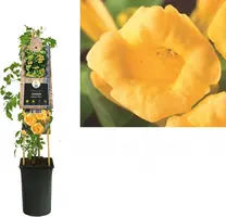 Campsis radicans 'Flava' (Trompetbloem) klimplant - afbeelding 1