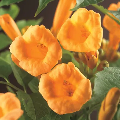 Campsis radicans 'Flava' (Trompetbloem) klimplant - afbeelding 4