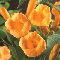 Campsis radicans 'Flava' (Trompetbloem) klimplant - afbeelding 4