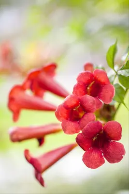 Campsis radicans (Trompetbloem) klimplant - afbeelding 11