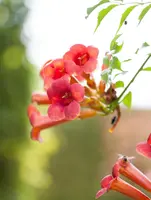 Campsis radicans (Trompetbloem) klimplant - afbeelding 9