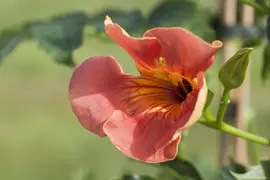Campsis radicans (Trompetbloem) klimplant - afbeelding 5