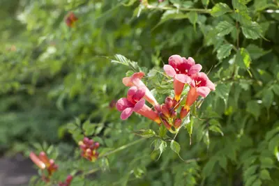 Campsis radicans (Trompetbloem) klimplant - afbeelding 6
