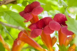 Campsis radicans (Trompetbloem) klimplant - afbeelding 7
