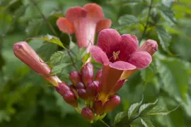 Campsis radicans (Trompetbloem) klimplant - afbeelding 10