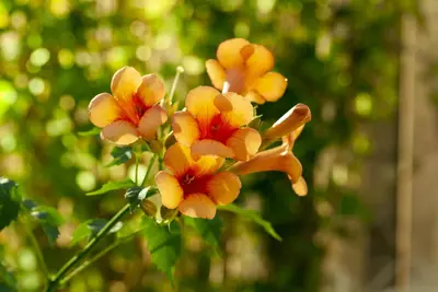 Campsis radicans (Trompetbloem) klimplant - afbeelding 13