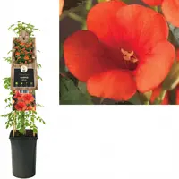Campsis radicans (Trompetbloem) klimplant - afbeelding 1
