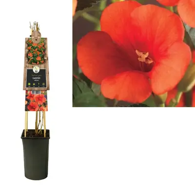 Campsis radicans (Trompetbloem) klimplant - afbeelding 2