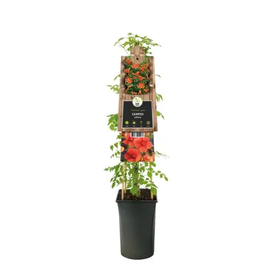 Campsis radicans (Trompetbloem) klimplant - afbeelding 3