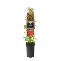 Campsis radicans (Trompetbloem) klimplant - afbeelding 3