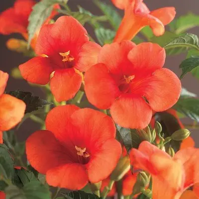 Campsis radicans (Trompetbloem) klimplant - afbeelding 4