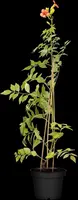 Campsis t. 'Madame Galen' (Trompetbloem) klimplant - afbeelding 5