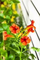 Campsis t. 'Madame Galen' (Trompetbloem) klimplant - afbeelding 14