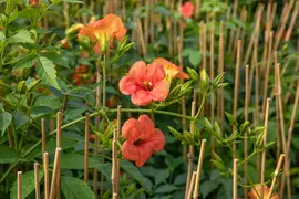 Campsis t. 'Madame Galen' (Trompetbloem) klimplant - afbeelding 7