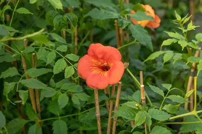 Campsis t. 'Madame Galen' (Trompetbloem) klimplant - afbeelding 8