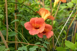 Campsis t. 'Madame Galen' (Trompetbloem) klimplant - afbeelding 9