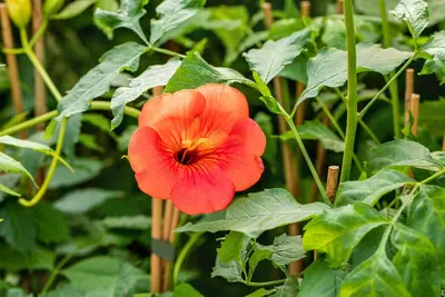 Campsis t. 'Madame Galen' (Trompetbloem) klimplant - afbeelding 12