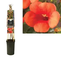 Campsis t. 'Madame Galen' (Trompetbloem) klimplant 75cm - afbeelding 2