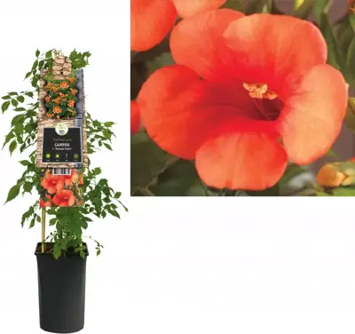 Campsis t. 'Madame Galen' (Trompetbloem) klimplant 75cm - afbeelding 1