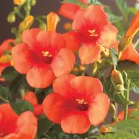 Campsis t. 'Madame Galen' (Trompetbloem) klimplant 75cm - afbeelding 3