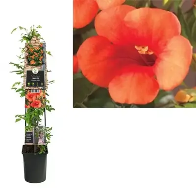 Campsis tagliabuana 'Madame Galen' (Trompetklimmer) klimplant 115cm - afbeelding 1