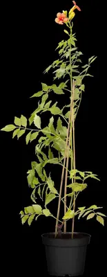 Campsis tagliabuana 'Madame Galen' (Trompetklimmer) klimplant - afbeelding 5