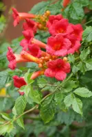 Campsis tagliabuana 'Madame Galen' (Trompetklimmer) klimplant 210cm - afbeelding 2