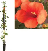 Campsis tagliabuana 'Madame Galen' (Trompetklimmer) klimplant 210cm - afbeelding 1