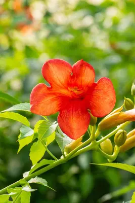 Campsis tagliabuana 'Madame Galen' (Trompetklimmer) klimplant - afbeelding 11