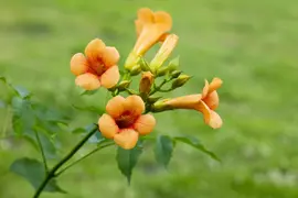 Campsis tagliabuana 'Madame Galen' (Trompetklimmer) klimplant - afbeelding 6