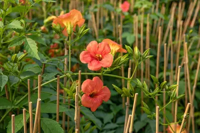 Campsis tagliabuana 'Madame Galen' (Trompetklimmer) klimplant - afbeelding 7