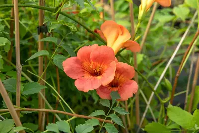 Campsis tagliabuana 'Madame Galen' (Trompetklimmer) klimplant - afbeelding 9