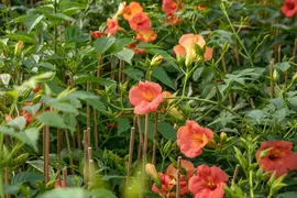 Campsis tagliabuana 'Madame Galen' (Trompetklimmer) klimplant - afbeelding 10